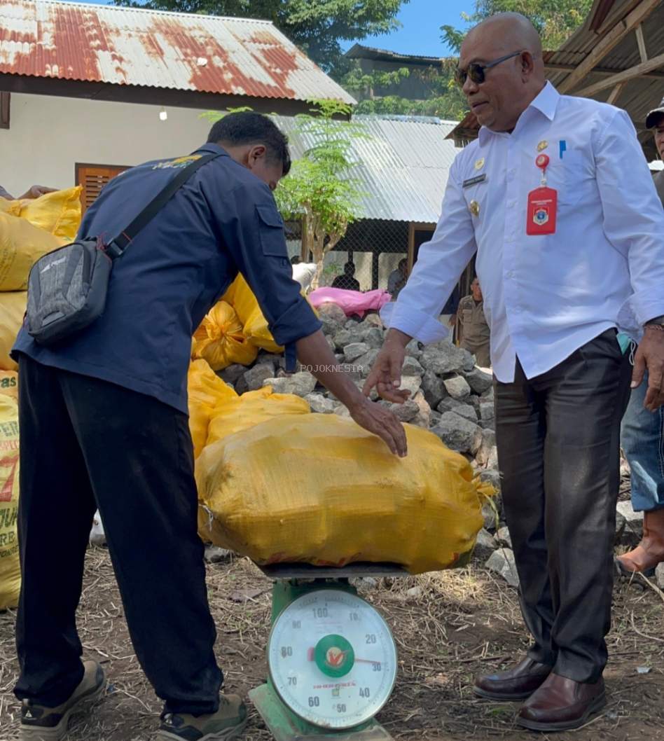 Harga Dijamin, Skema Baru Selamatkan Petani Jagung di Lembata